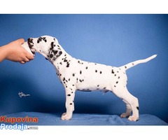 Dalmatinski pas štenad na prodaju - Fotografija 4/8