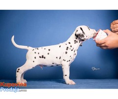 Dalmatinski pas štenad na prodaju - Fotografija 5/8