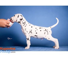 Dalmatinski pas štenad na prodaju - Fotografija 6/8