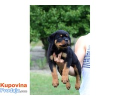 Rottweiler, sampionsko leglo na prodaju - Fotografija 1/4