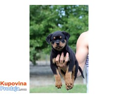 Rottweiler, sampionsko leglo na prodaju - Fotografija 2/4