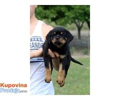 Rottweiler, sampionsko leglo na prodaju - Fotografija 3/4