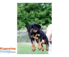 Rottweiler, sampionsko leglo na prodaju - Fotografija 4/4