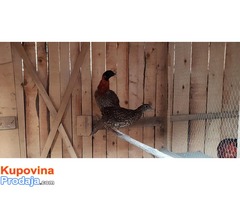 Prodaja paunova - Fotografija 3/10