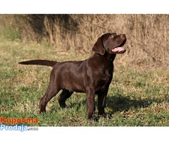 Labrador retriver čokoladno muško štene - Fotografija 1/4