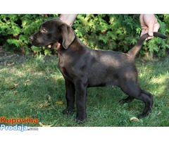 Labrador retriver čokoladno muško štene - Fotografija 2/4