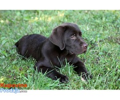 Labrador retriver čokoladno muško štene - Fotografija 3/4