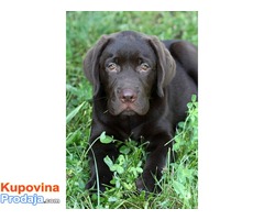 Labrador retriver čokoladno muško štene - Fotografija 4/4