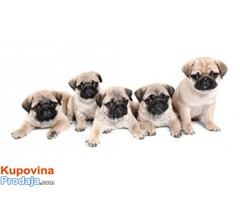 MOPS stenci oba pola MOPS stenci oba pola