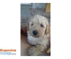 Toj pudla (Toy Poodle) - Fotografija 1/4