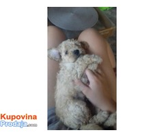 Toj pudla (Toy Poodle) - Fotografija 2/4