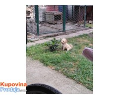 Toj pudla (Toy Poodle) - Fotografija 4/4