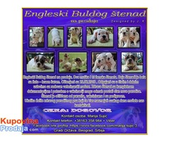 Engleski Buldog štenad na prodaju - Fotografija 1/10