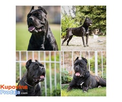 CANE CORSO stenci izlozbenog potencijala - Fotografija 2/10