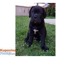 CANE CORSO stenci izlozbenog potencijala - Fotografija 3/10