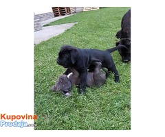 CANE CORSO stenci izlozbenog potencijala - Fotografija 7/10