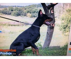 Crni DOBERMAN - muzjak od 10 meseci - Fotografija 2/8