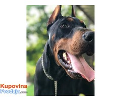 Crni DOBERMAN - muzjak od 10 meseci - Fotografija 3/8