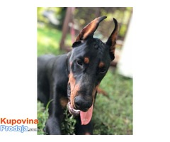 Crni DOBERMAN - muzjak od 10 meseci - Fotografija 4/8