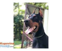 Crni DOBERMAN - muzjak od 10 meseci - Fotografija 5/8