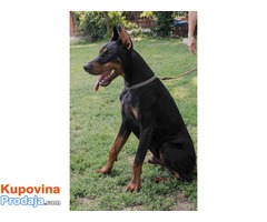 Crni DOBERMAN - muzjak od 10 meseci - Fotografija 8/8