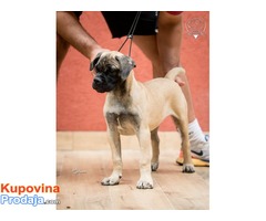 Zenska stenad Bullmastiff-a - Fotografija 1/8