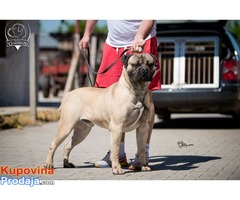 Zenska stenad Bullmastiff-a - Fotografija 2/8