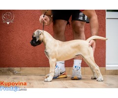 Zenska stenad Bullmastiff-a - Fotografija 3/8