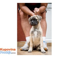 Zenska stenad Bullmastiff-a - Fotografija 4/8