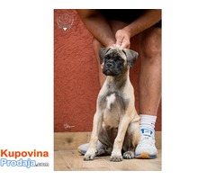 Zenska stenad Bullmastiff-a - Fotografija 6/8