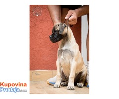 Zenska stenad Bullmastiff-a - Fotografija 7/8