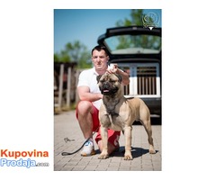 Zenska stenad Bullmastiff-a - Fotografija 8/8