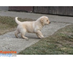 prodajem labrador retriver stenad povoljno - Fotografija 4/10