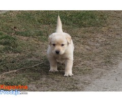 prodajem labrador retriver stenad povoljno - Fotografija 5/10