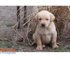 prodajem labrador retriver stenad povoljno - Fotografija 6/10