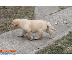 prodajem labrador retriver stenad povoljno - Fotografija 7/10