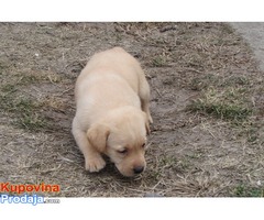 prodajem labrador retriver stenad povoljno - Fotografija 8/10