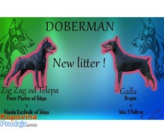 Prodajem stence dobermana - Fotografija 1/8