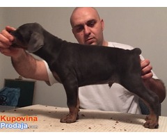 Prodajem stence dobermana - Fotografija 2/8