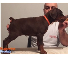 Prodajem stence dobermana - Fotografija 3/8
