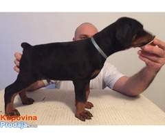 Prodajem stence dobermana - Fotografija 4/8