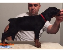 Prodajem stence dobermana - Fotografija 5/8