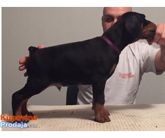 Prodajem stence dobermana - Fotografija 6/8