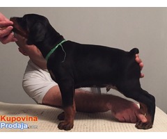 Prodajem stence dobermana - Fotografija 7/8