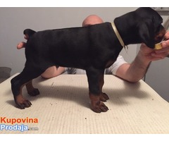 Prodajem stence dobermana - Fotografija 8/8