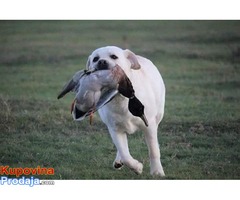 SLOBODNI ZA PARENJE Labradori muzjaci - Fotografija 3/7