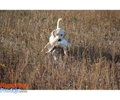 SLOBODNI ZA PARENJE Labradori muzjaci - Fotografija 5/7