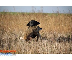 SLOBODNI ZA PARENJE Labradori muzjaci - Fotografija 7/7