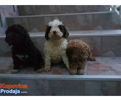 Štenci lagoto romanjolo