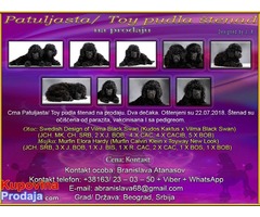 Crna Patuljasta/ Toy pudla štenad na prodaju - Fotografija 1/8